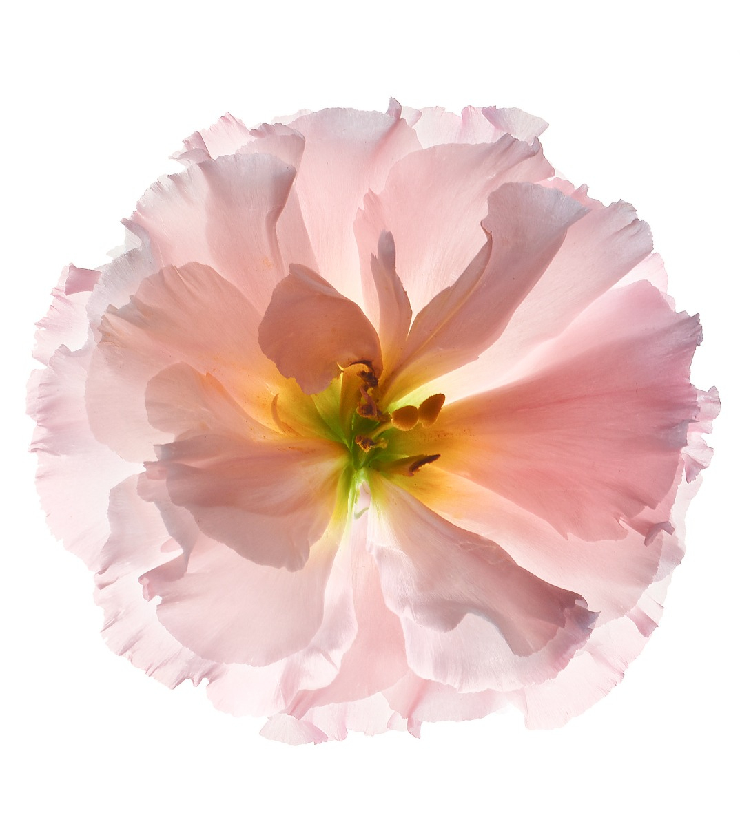 forte_forte gift card - forte_forte